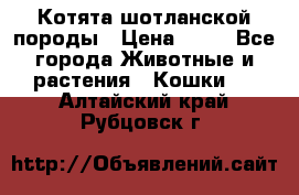 Котята шотланской породы › Цена ­ 40 - Все города Животные и растения » Кошки   . Алтайский край,Рубцовск г.